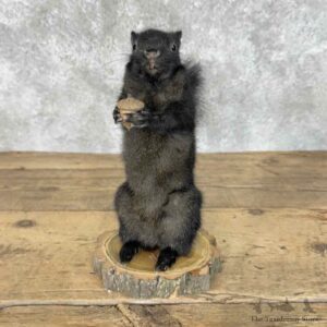 Black Squirrel Life-Size Mount For Sale #31115 @ The Taxidermy Store