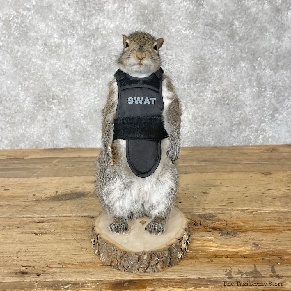 Tactical Squirrel Novelty Mount For Sale #28398 @ The Taxidermy Store