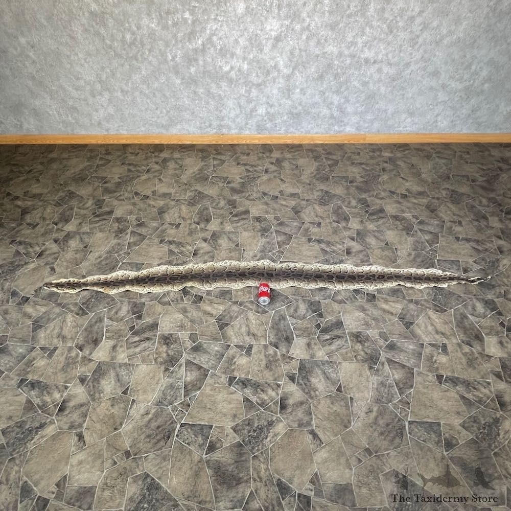 Rock Python Snake Mount For Sale #26290 @ The Taxidermy Store