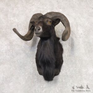 Black Hawaiian Ram Shoulder Mount For Sale #22091 @ The Taxidermy Store