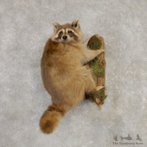 Wall-Hanging Blonde Raccoon Mount For Sale #20305 @ The Taxidermy Store