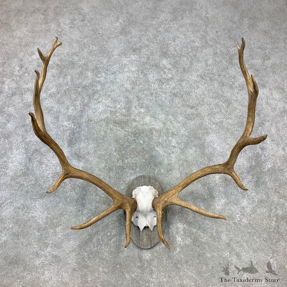 Rocky Mountain Elk Plaque Mount For Sale #23294 @ The Taxidermy Store