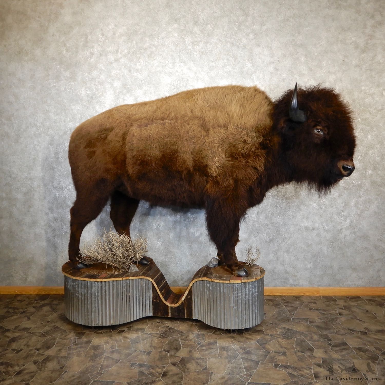 American Bison-Life-Size Mount For Sale #19558 @ The Taxidermy Store