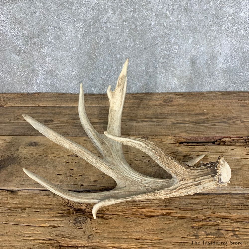 Whitetail Deer Antler Shed For Sale #21501 @ The Taxidermy Store
