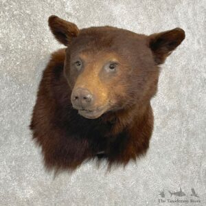 Chocolate Black Bear Shoulder Mount For Sale #24765 @ The Taxidermy Store