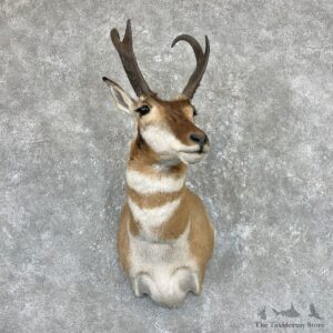 Pronghorn Taxidermy Shoulder Mount For Sale #26715 @ The Taxidermy Store