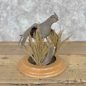 California Quail Hen Bird Mount For Sale #32040 @ The Taxidermy Store