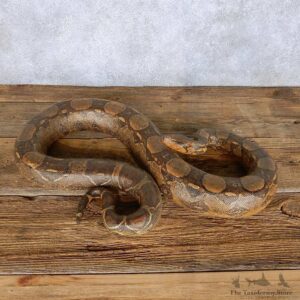 Boa Constrictor Snake Mount For Sale #14207 @ The Taxidermy Store