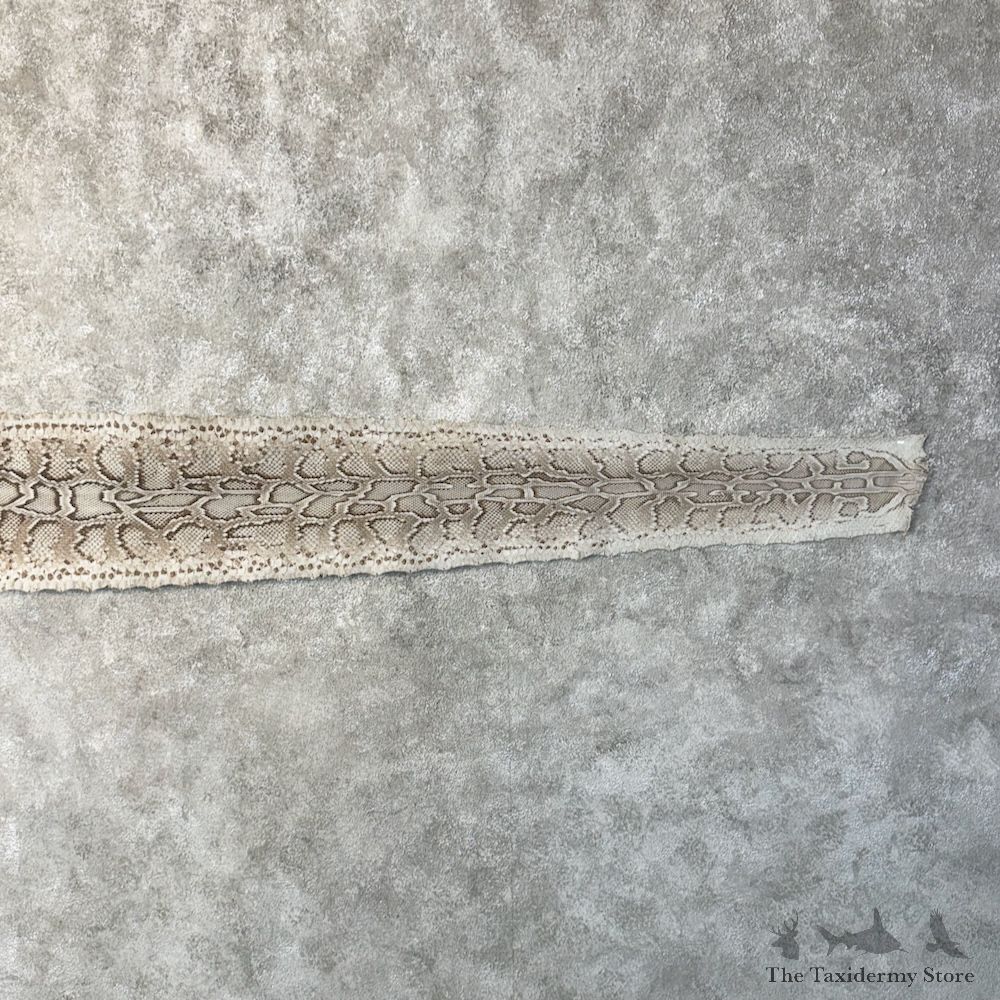 Rock Python Snake Skin For Sale #29779 @ The Taxidermy Store