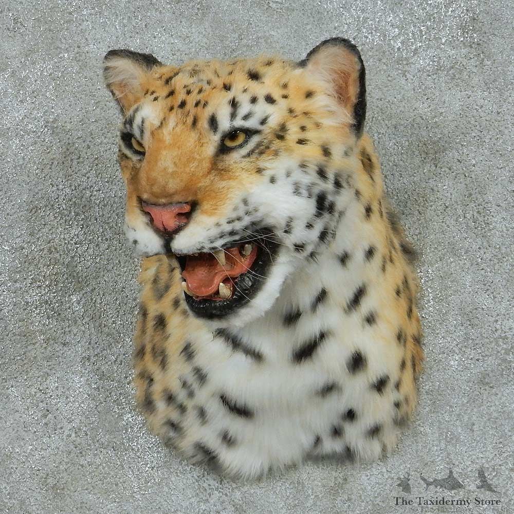 Reproduction Leopard Shoulder Mount #16419 For Sale @ The Taxidermy Store