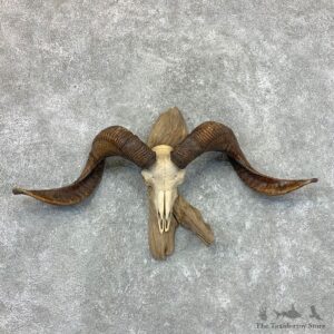 Corsican Ram Skull European Mount For Sale #22657 @ The Taxidermy Store