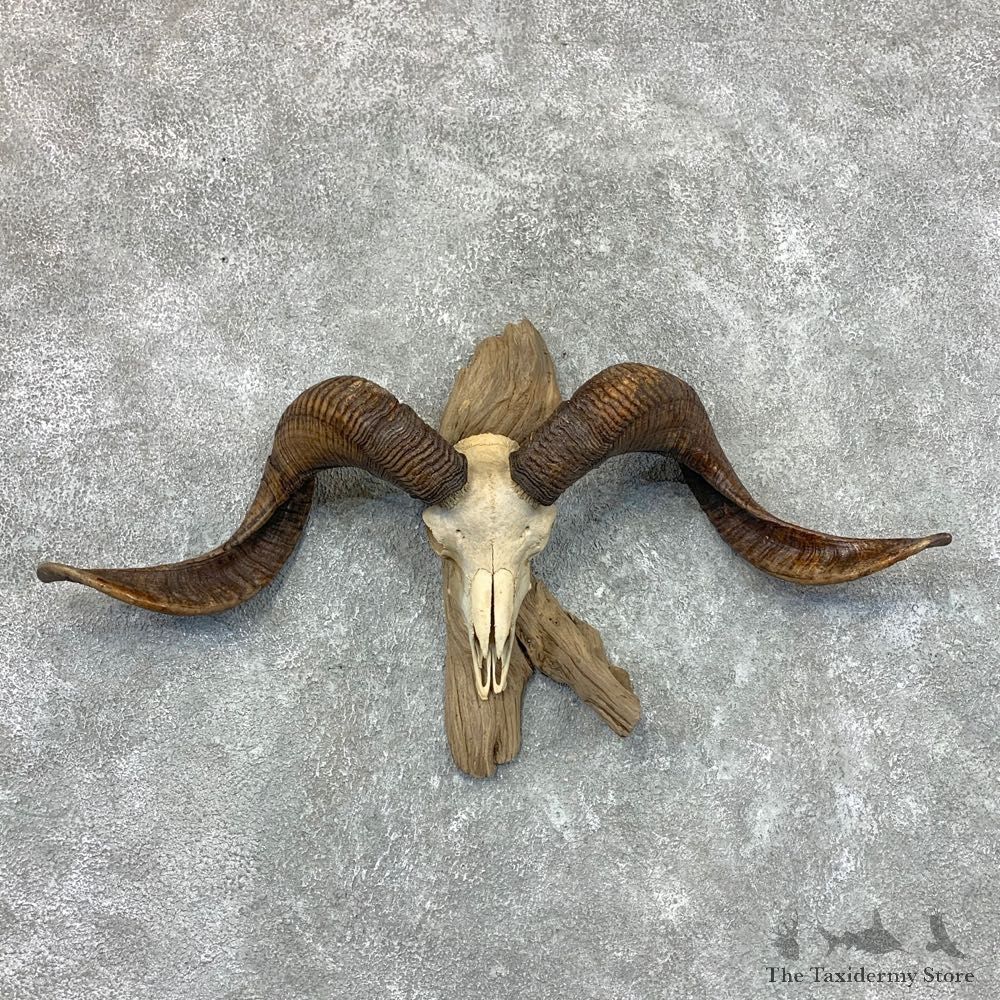 Corsican Ram Skull European Mount For Sale #22657 @ The Taxidermy Store