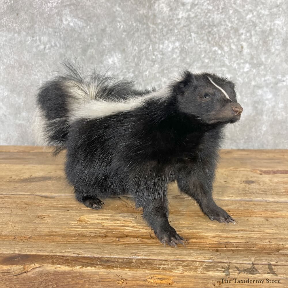 Striped Skunk Life-Size Mount For Sale #28045 @ The Taxidermy Store
