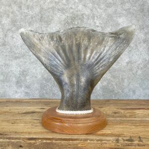 Halibut Tail Taxidermy Fish Mount #24724 For Sale @ The Taxidermy Store