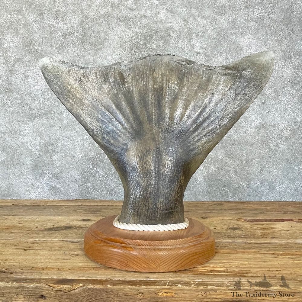 Halibut Tail Taxidermy Fish Mount #24724 For Sale @ The Taxidermy Store