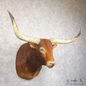 Texas Longhorn Shoulder Mount For Sale #19689 @ The Taxidermy Store