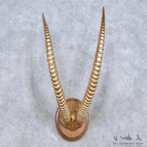 Sable Horn Plaque Taxidermy Mount For Sale #13995 @ The Taxidermy Store