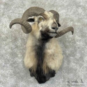 Corsican Ram Shoulder Mount For Sale #31001 @ The Taxidermy Store