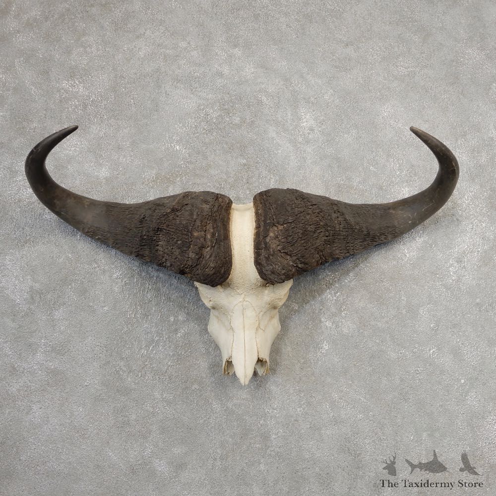 African Cape Buffalo Skull & Horn European Mount #21153 For Sale @ The Taxidermy Store