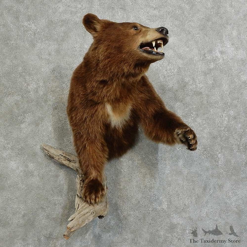 Cinnamon Bear 1/2-Life-Size Mount For Sale #16095 @ The Taxidermy Store