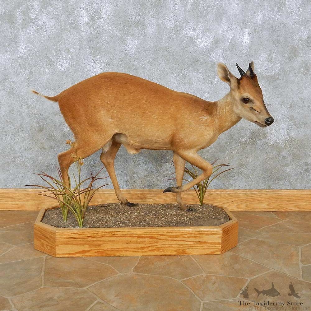 Natal Red Duiker Life-Size Mount For Sale #28869 @ The Taxidermy Store