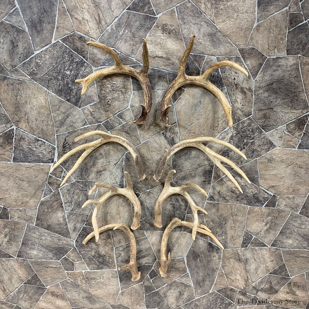 Whitetail Deer Antler Craft Pack For Sale #21820 @ The Taxidermy Store