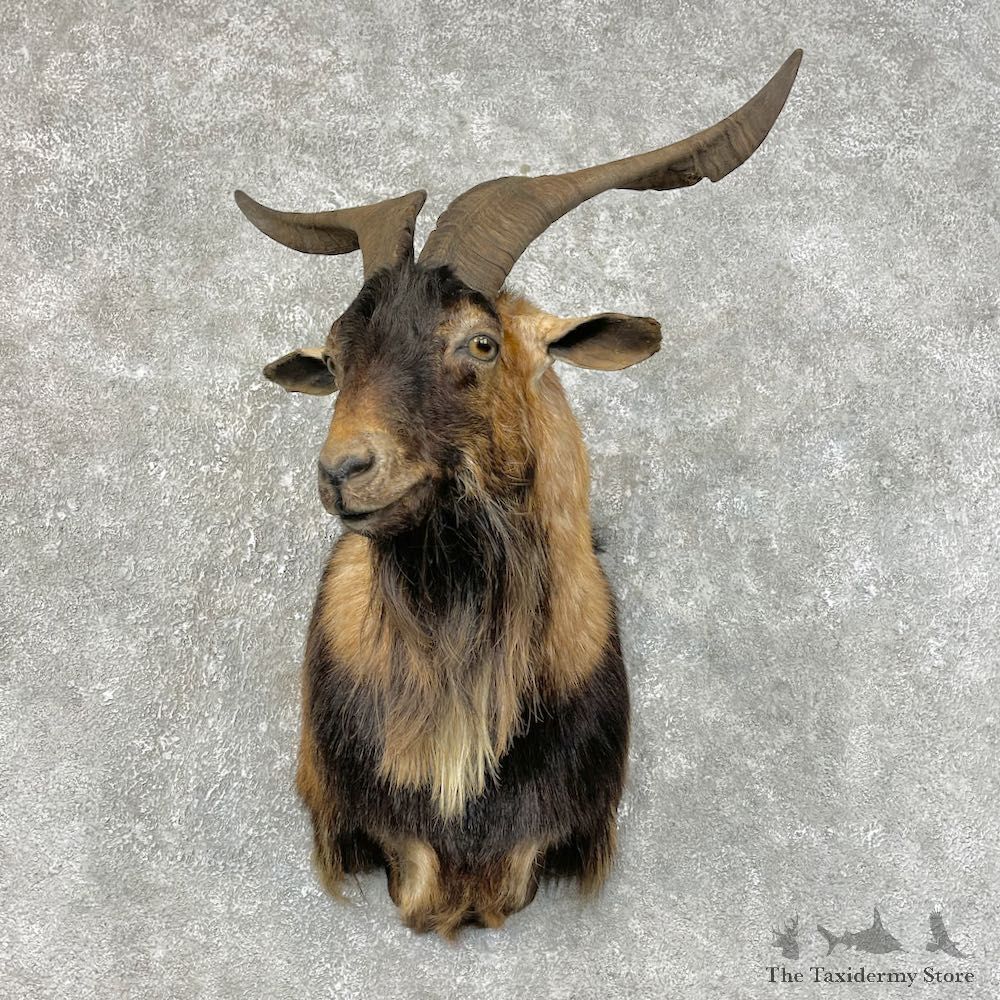 Catalina Goat Shoulder Mount For Sale #25474 @ The Taxidermy Store
