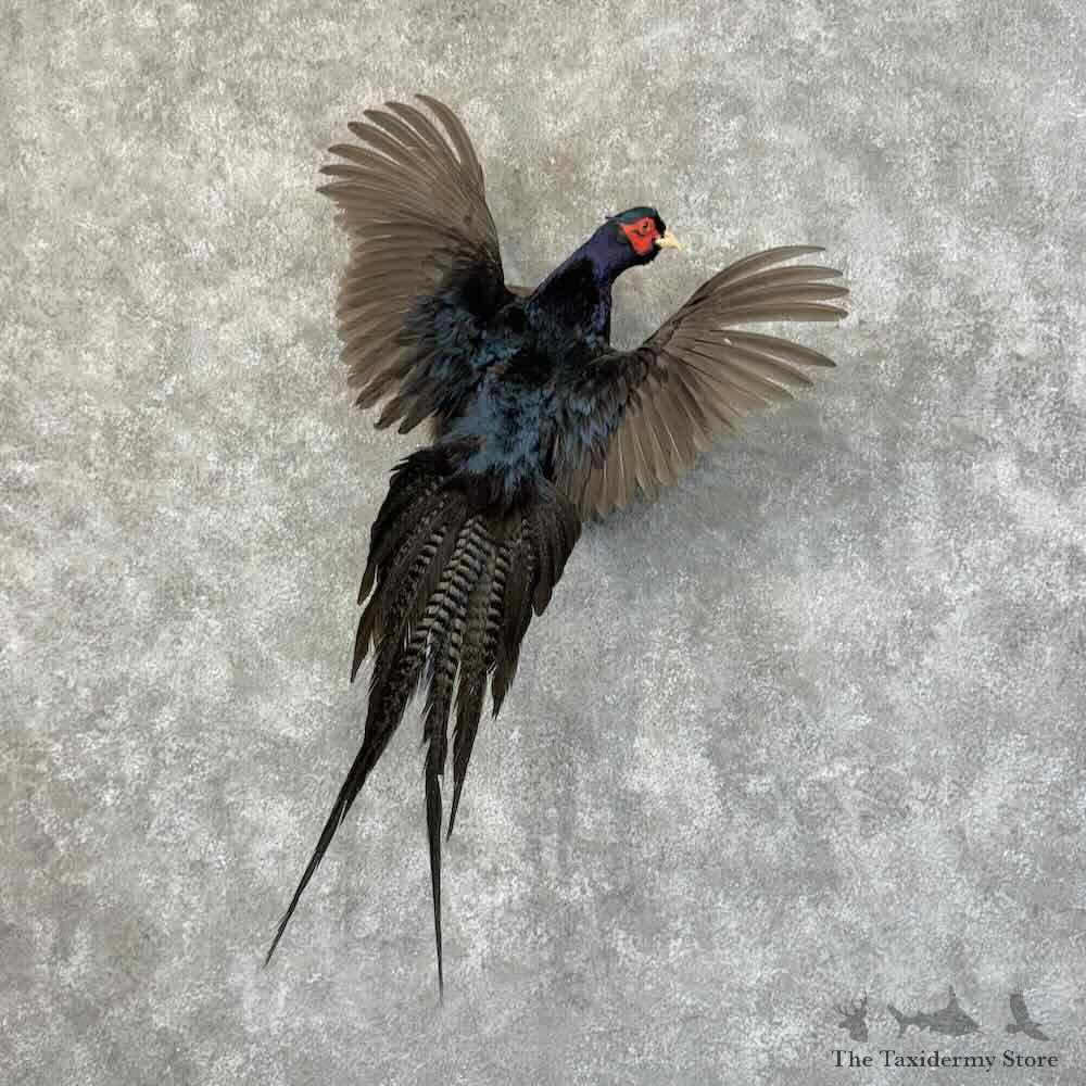Black Pheasant Bird Mount For Sale #31252 @ The Taxidermy Store