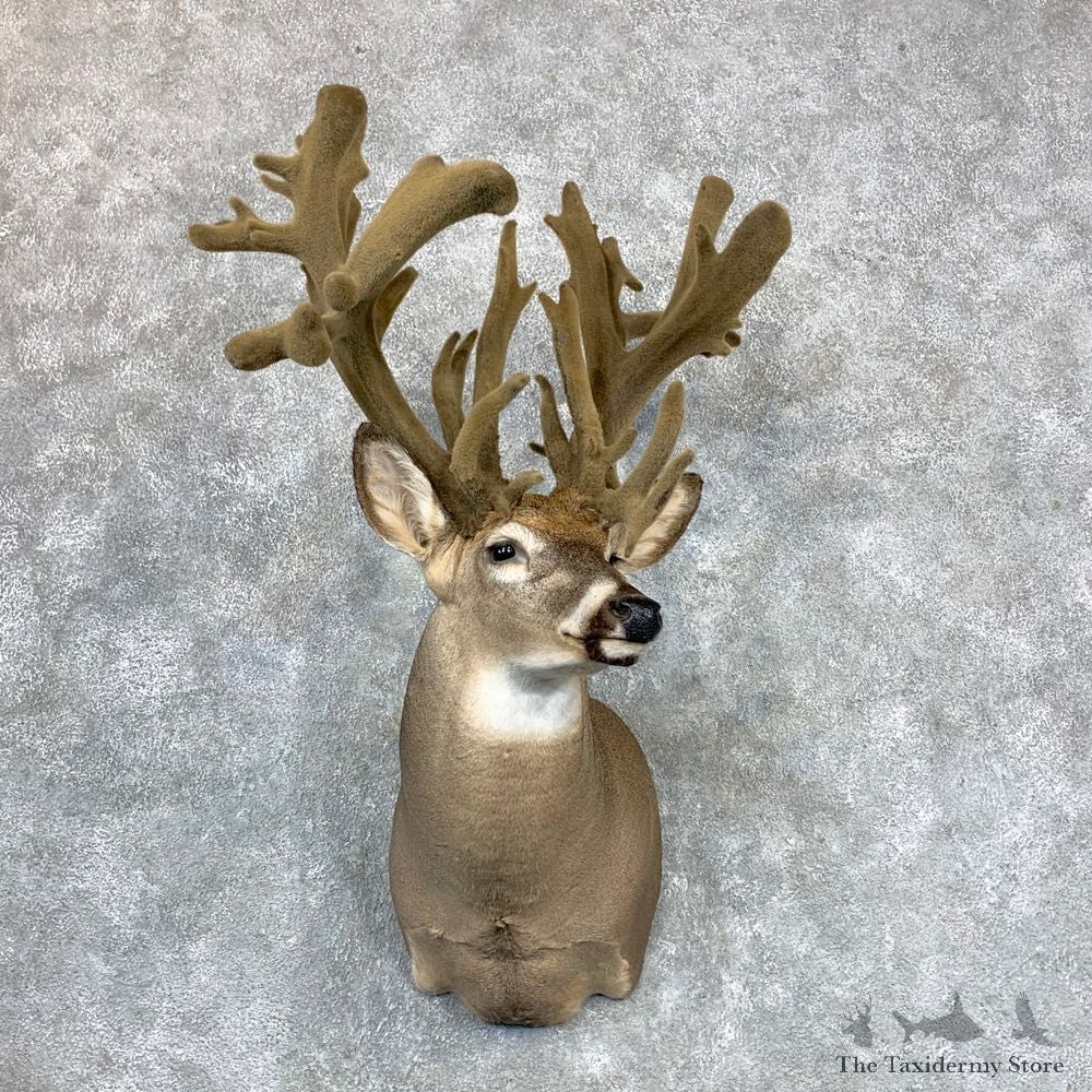 Whitetail Deer Shoulder Mount #23398 For Sale - The Taxidermy Store