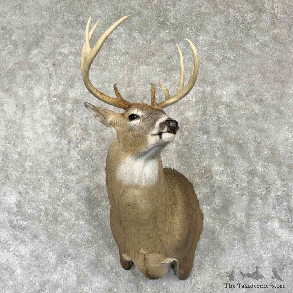 Whitetail Deer Shoulder Mount For Sale #31649 @ The Taxidermy Store