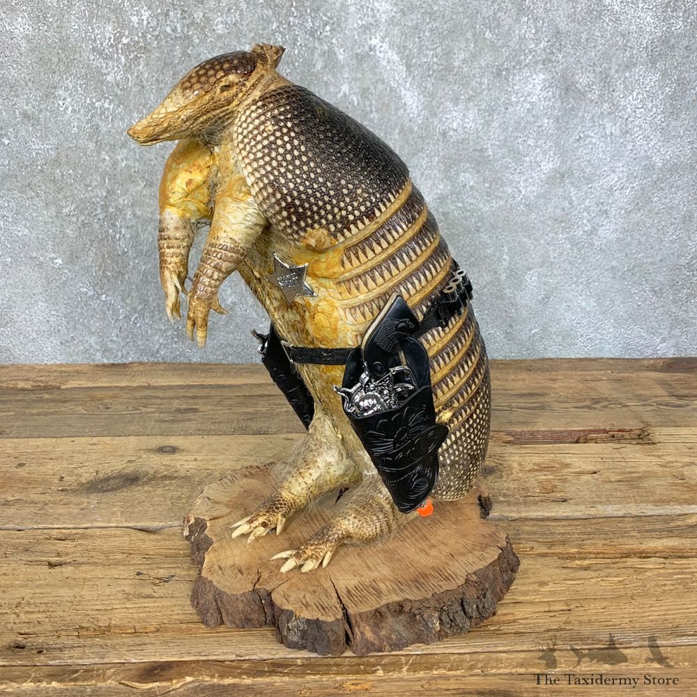 Armadillo Life-Size Mount For Sale #23913 @ The Taxidermy Store