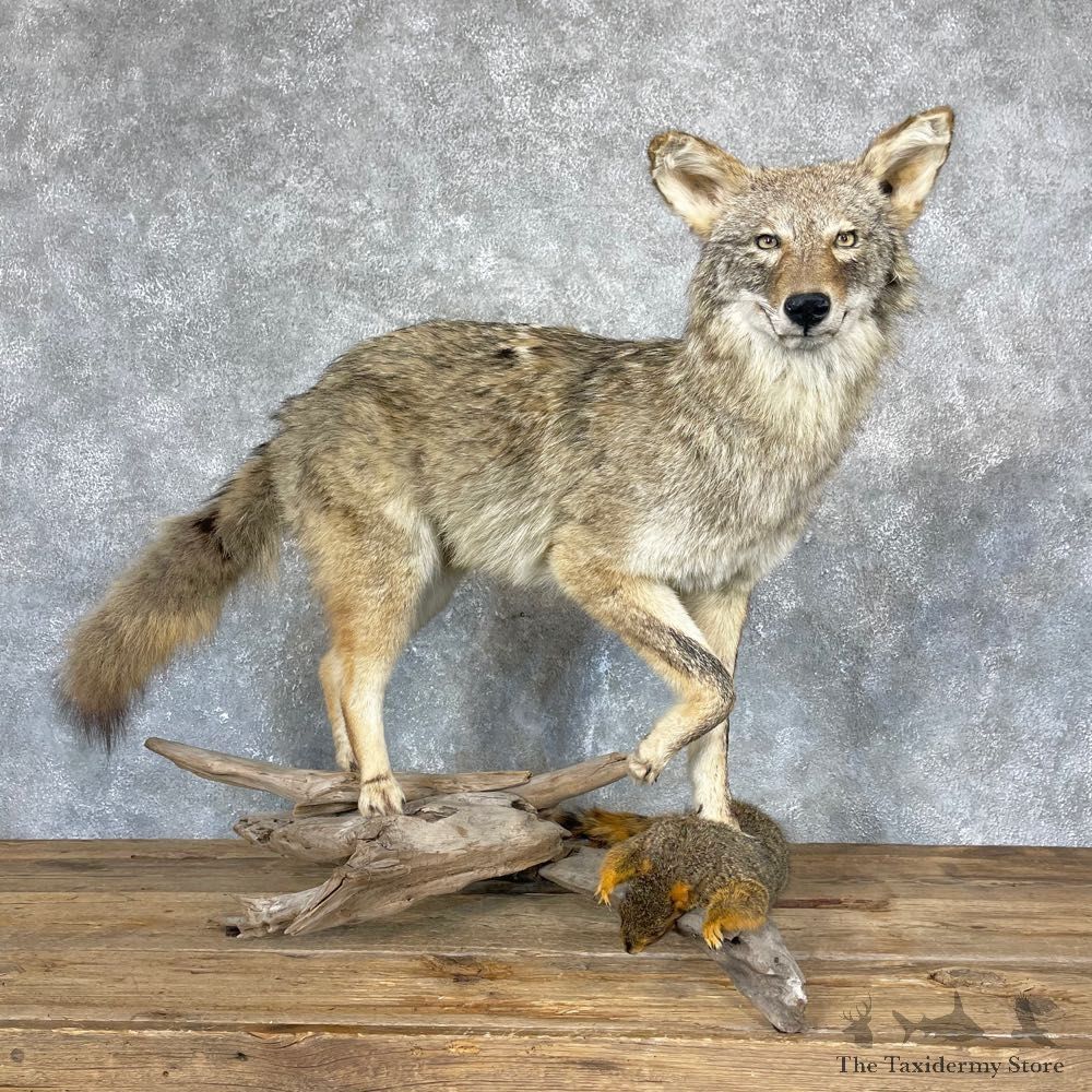 Coyote Life-Size Mount For Sale #24330 @ The Taxidermy Store