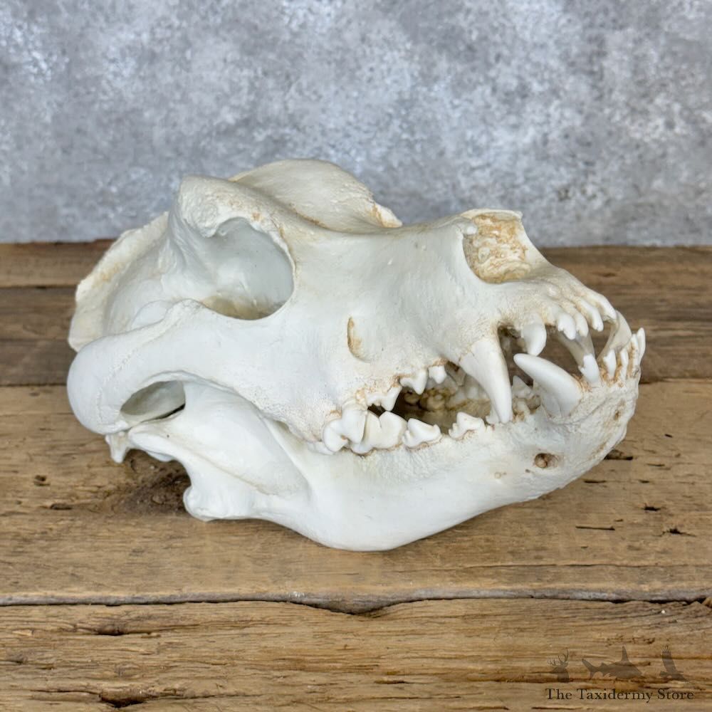 Reproduction Mastiff Full Skull For Sale #29124 @ The Taxidermy Store