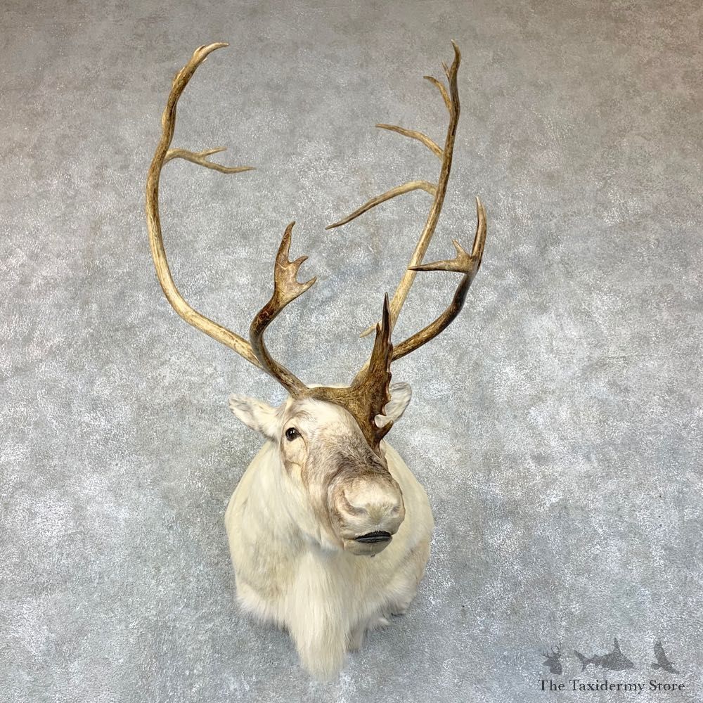 Peary's Caribou Shoulder Mount For Sale #22893 @ The Taxidermy Store
