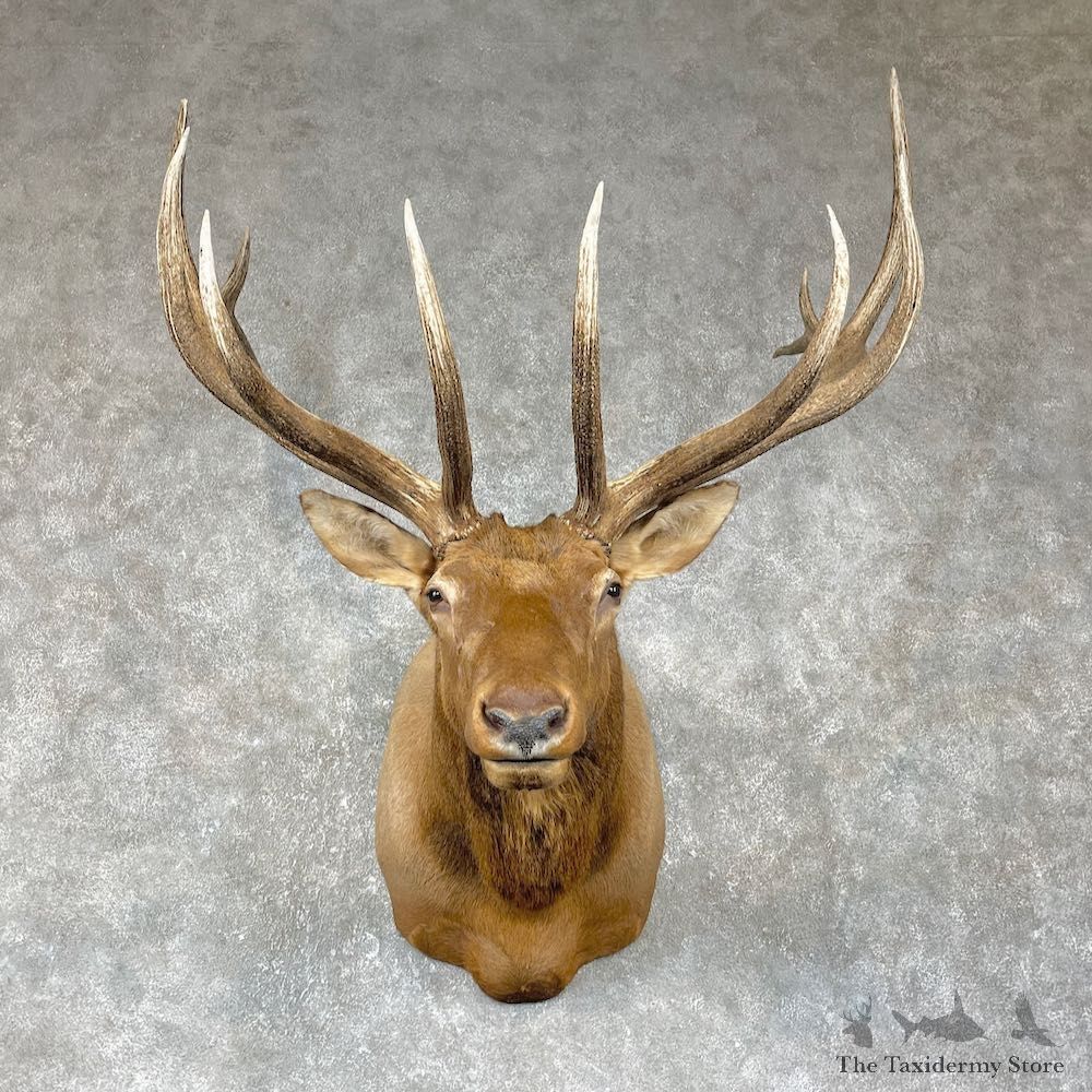 Rocky Mountain Elk Shoulder Mount For Sale #25408 @ The Taxidermy Store