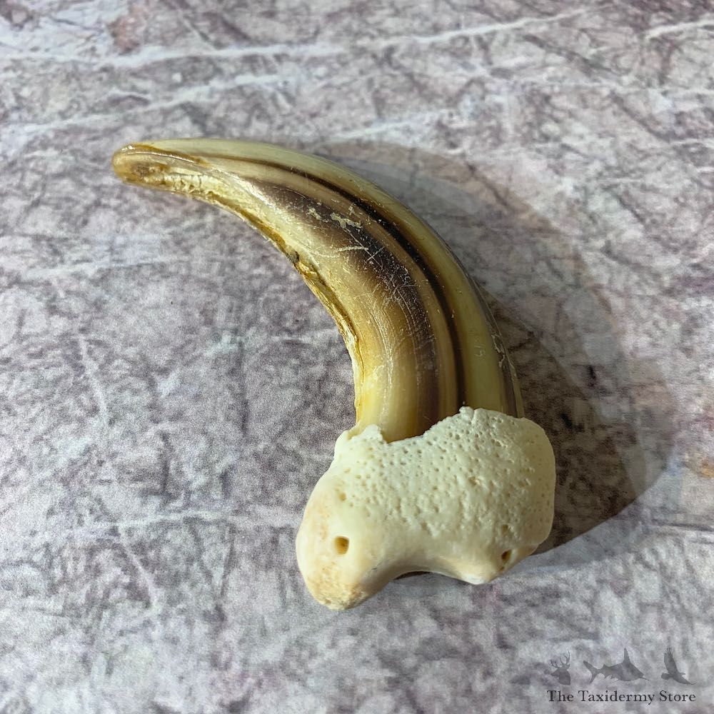 Grizzly Bear Claw For Sale #21880 @ The Taxidermy Store