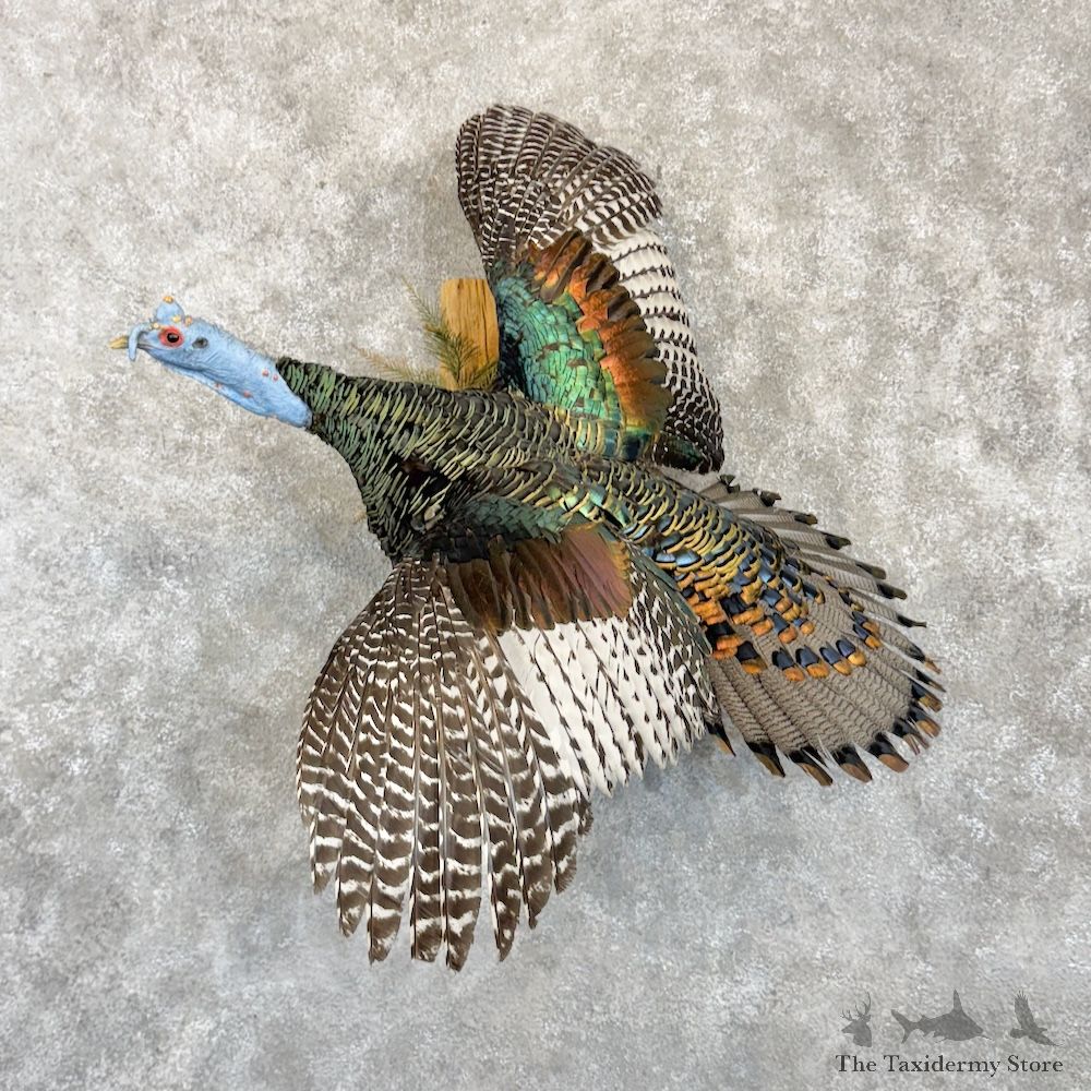 Ocellated Turkey Bird Mount For Sale #29994 @ The Taxidermy Store