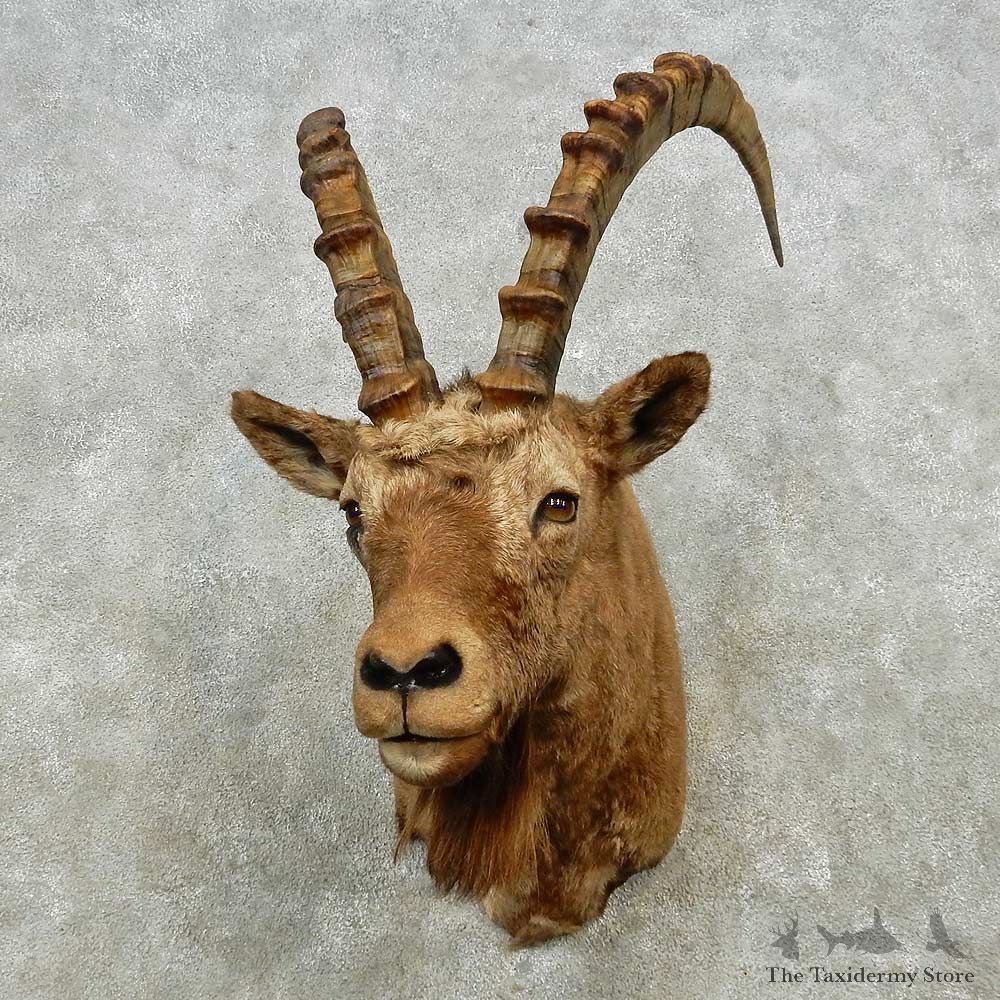 Alpine Ibex Shoulder Mount For Sale #14567 @ The Taxidermy Store