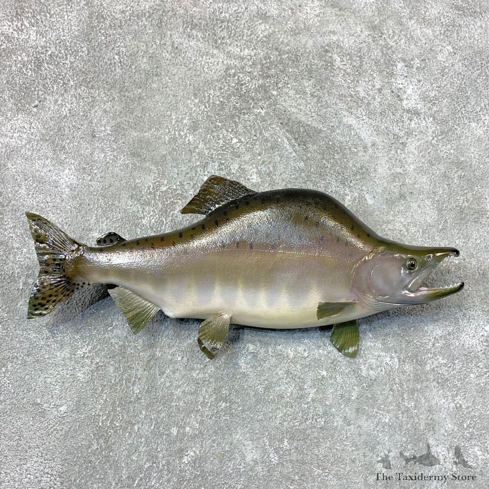 Pink Salmon Taxidermy Fish Mount For Sale #23652 @ The Taxidermy Store