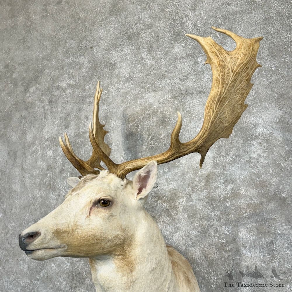 White Fallow Deer Shoulder Mount For Sale #29448 @ The Taxidermy Store