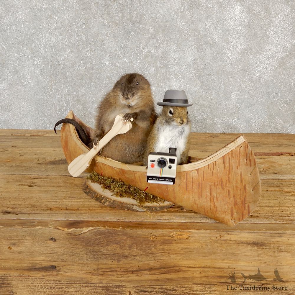 Canoeing Muskrat And Red Squirrel Novelty Mount For Sale #20203 @ The Taxidermy Store