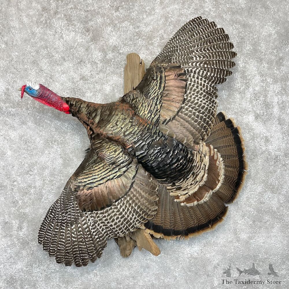 Bronze Turkey Bird Mount For Sale #28556 @ The Taxidermy Store