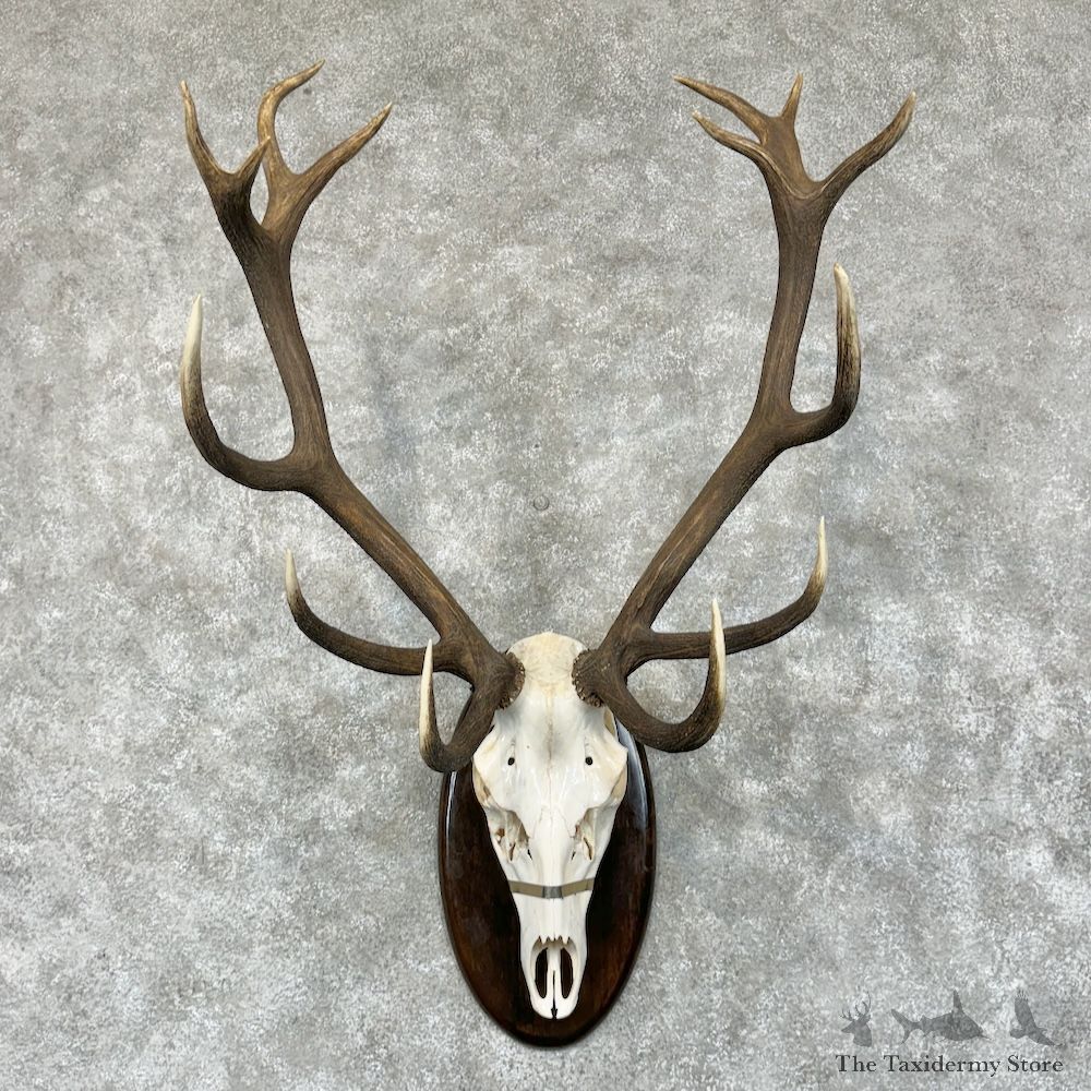 Red Deer Stag Skull Antler European Mount For Sale #29586 @ The Taxidermy Store
