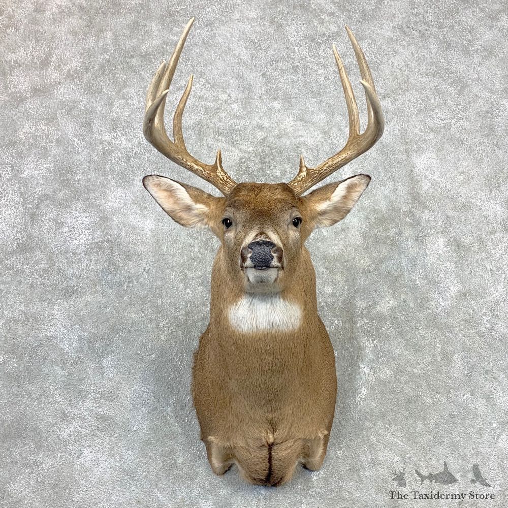 Whitetail Deer Shoulder Mount #23340 For Sale - The Taxidermy Store