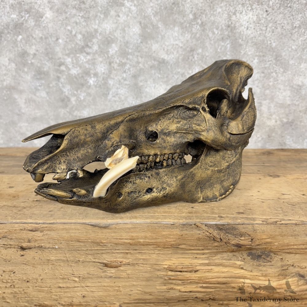 Replica Wild Boar Full Skull Mount For Sale #30308 @ The Taxidermy Store