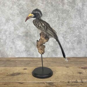 African Grey Hornbill Life-Size Mount For Sale #30701 @ The Taxidermy Store