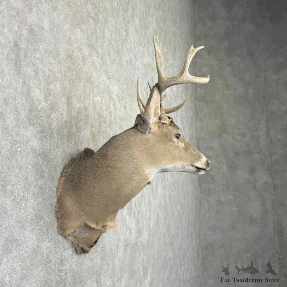 Whitetail Deer Shoulder Mount For Sale #32204 @ The Taxidermy Store