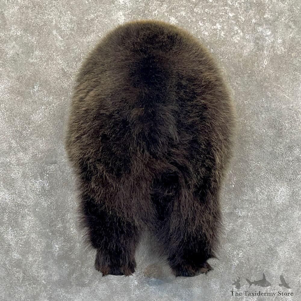Grizzly Bear Novelty Butt Mount For Sale #27655 @ The Taxidermy Store