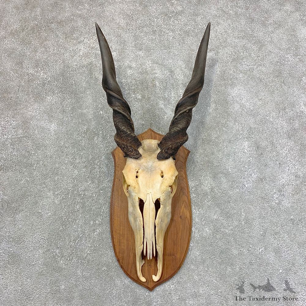 Eland Deer Skull & Horn European Mount For Sale #21531 @ The Taxidermy Store