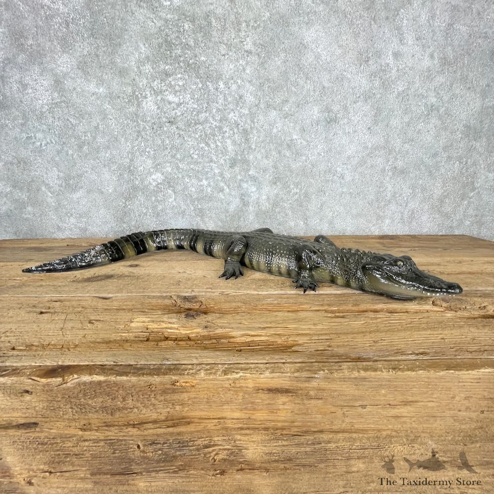 Alligator Replica Mount For Sale #27004 @ The Taxidermy Store